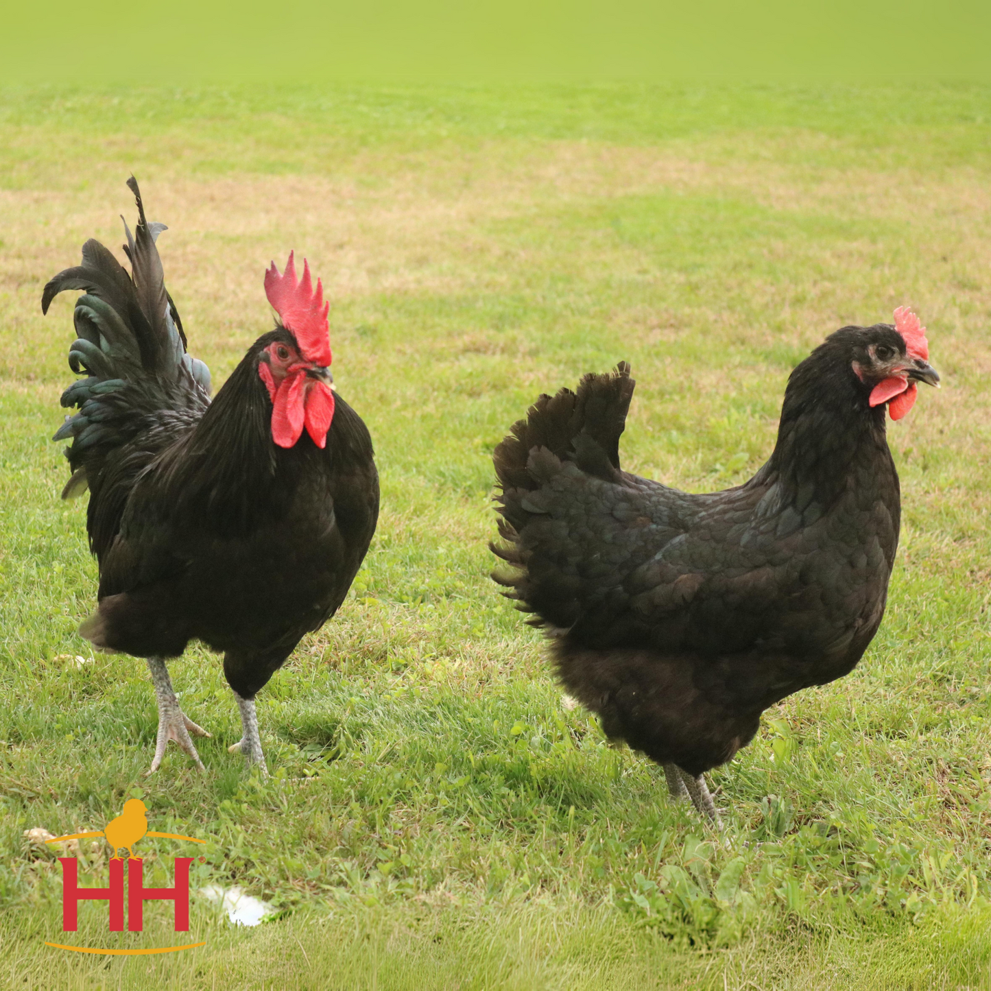 Black Australorp- Female