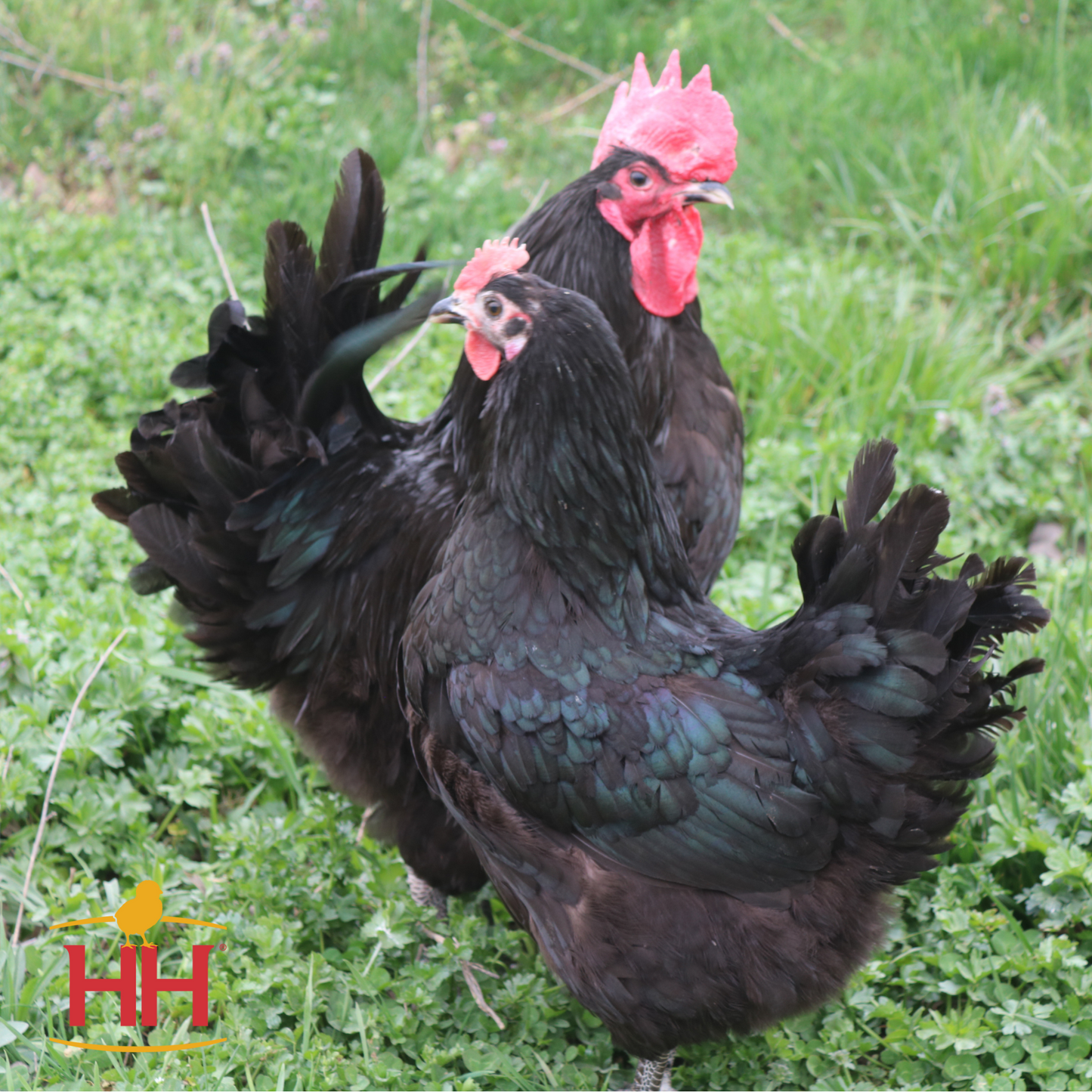 Black Jersey Giant - Female