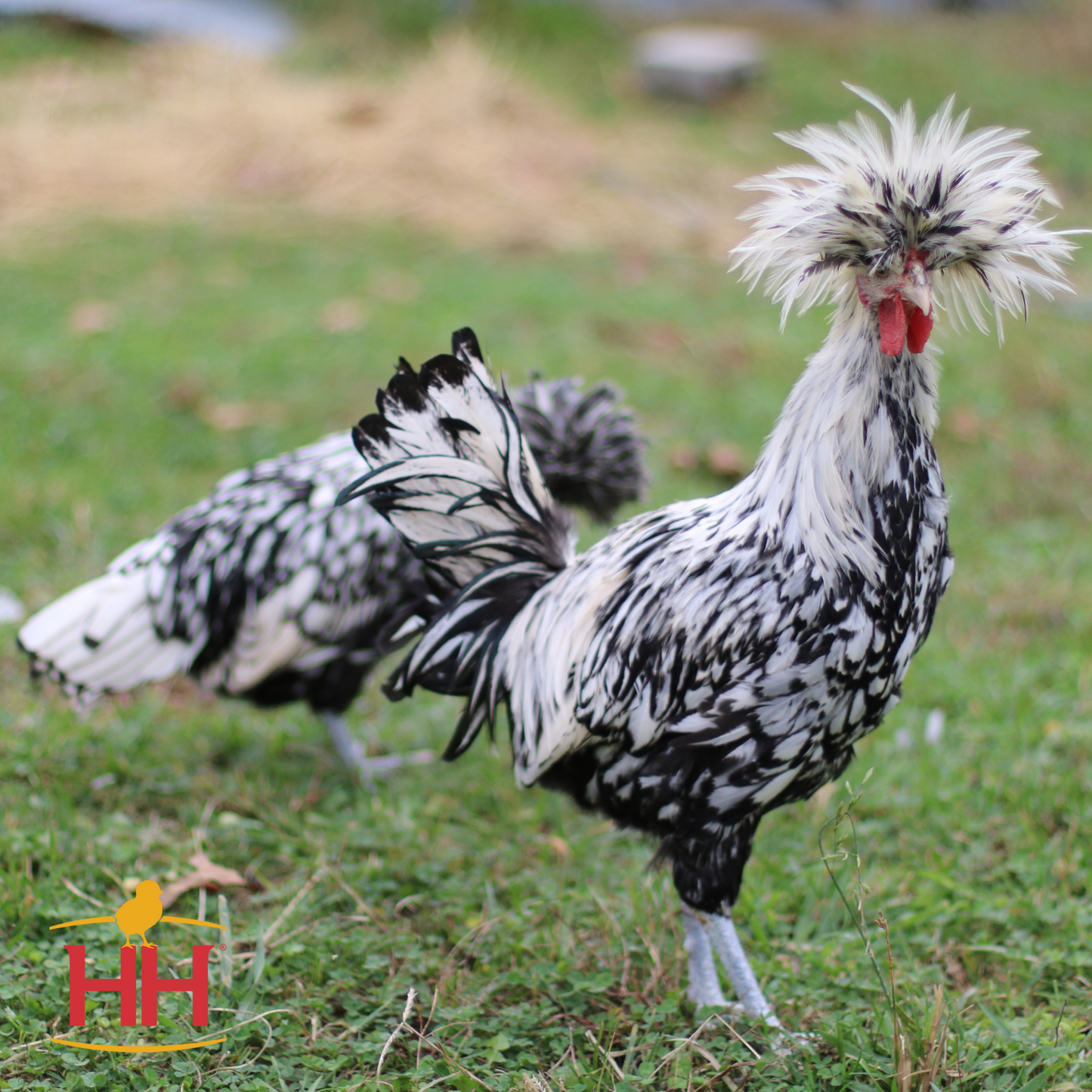 Silver Polish- Female