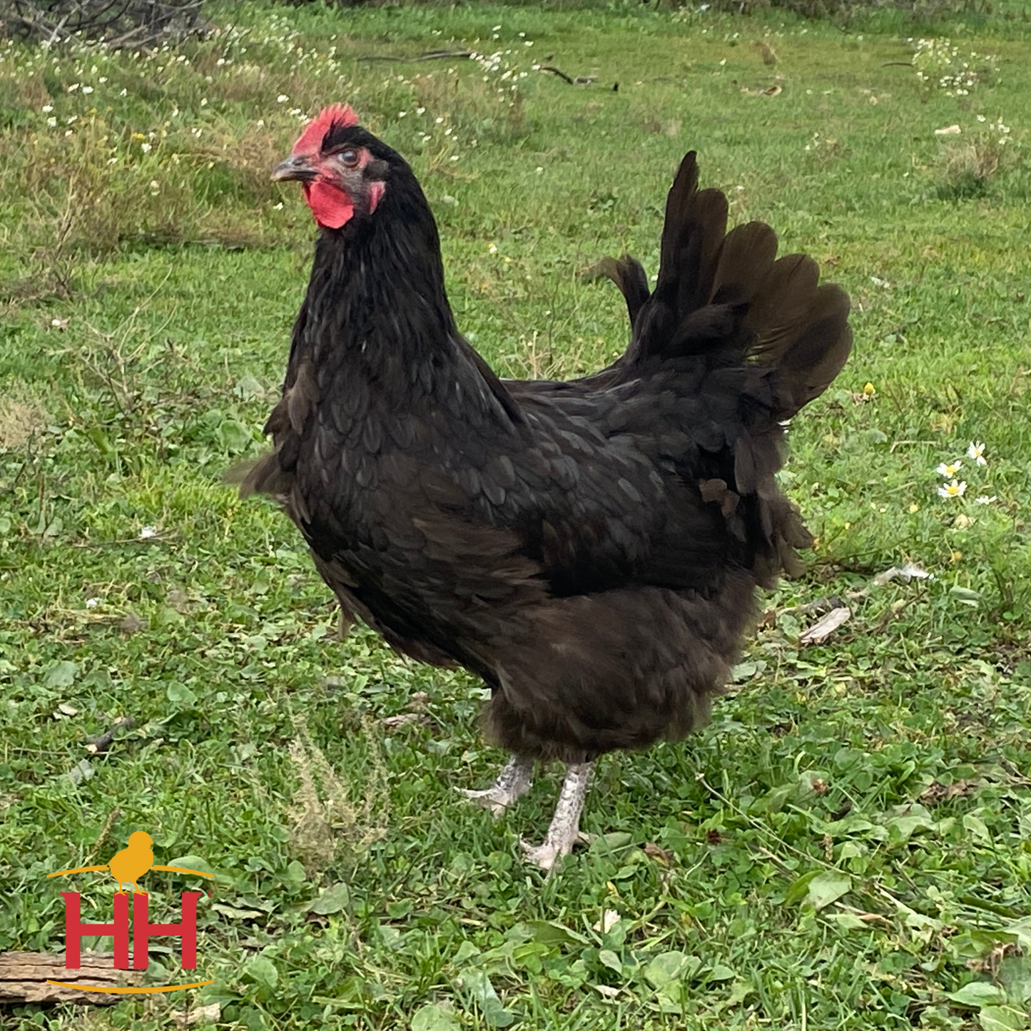 Chocolate Orpington Female