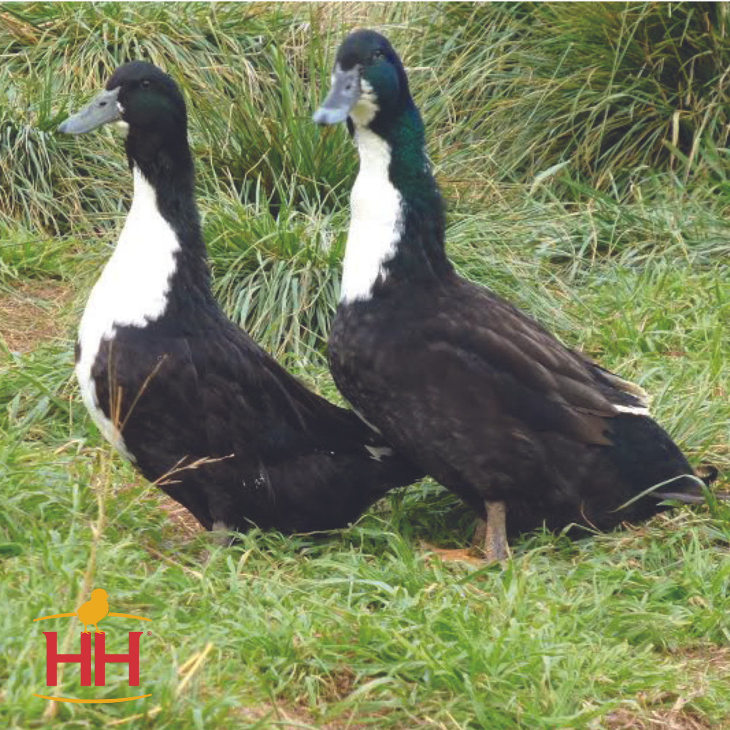 Black Swedish Duck- Female