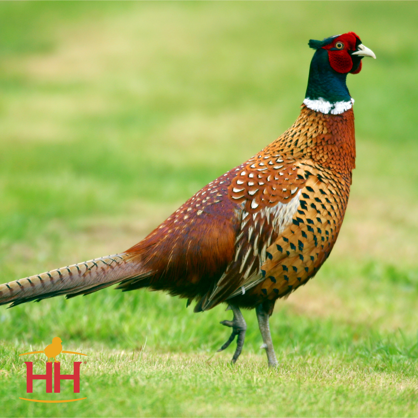 CHINESE RINGNECK PHEASANT- SR