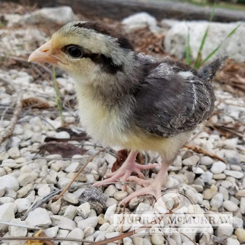 Silver Dorkings- Female