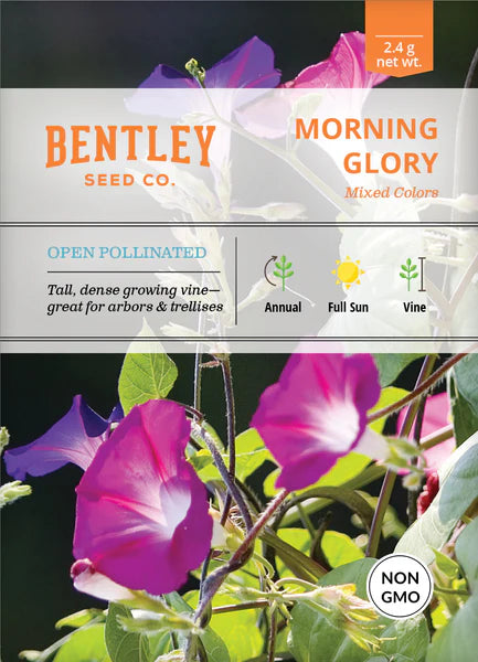Bentley Seed Co. Morning Glory