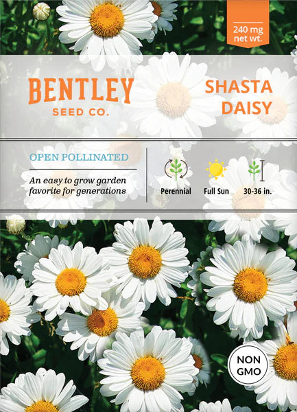 Bentley Seed Co. Shasta Daisy