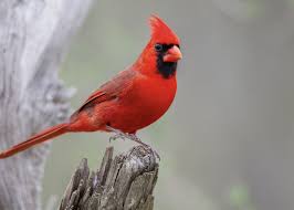 Heim Cardinal Mix 50lb