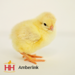 Amberlink Pullet