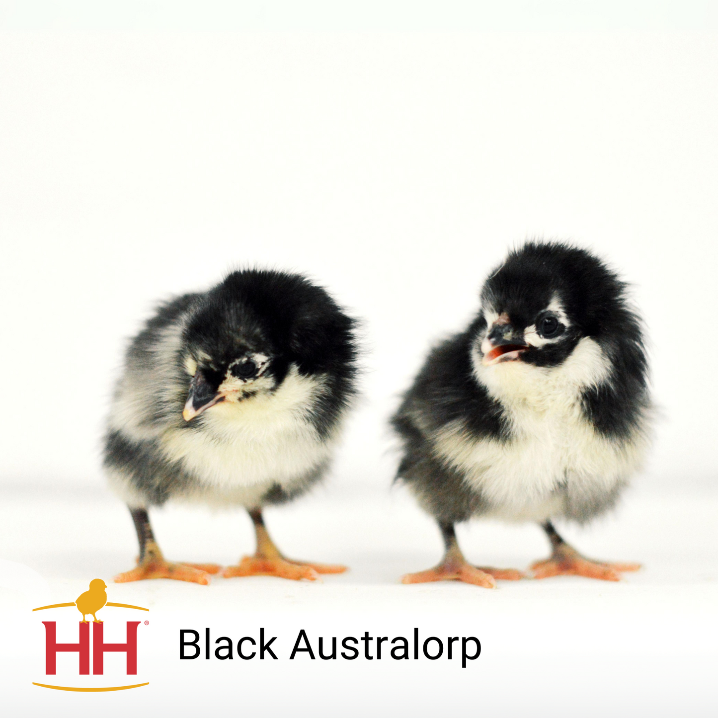 Black Australorp- Female