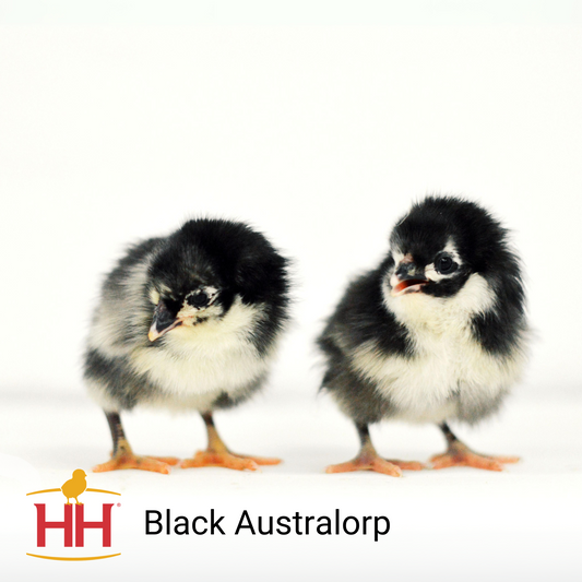 Black Australorp- Female