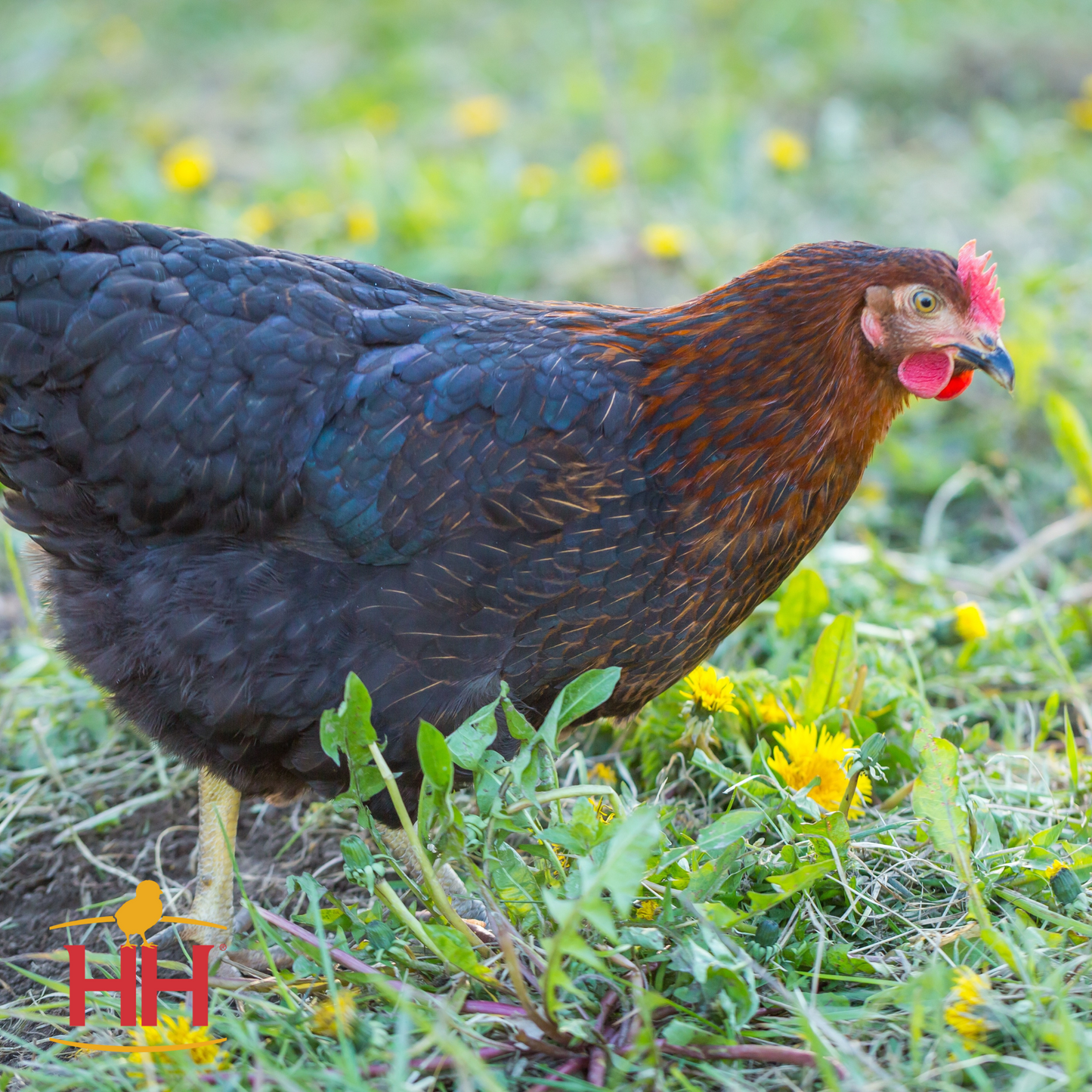 Black Sex-Link- Female