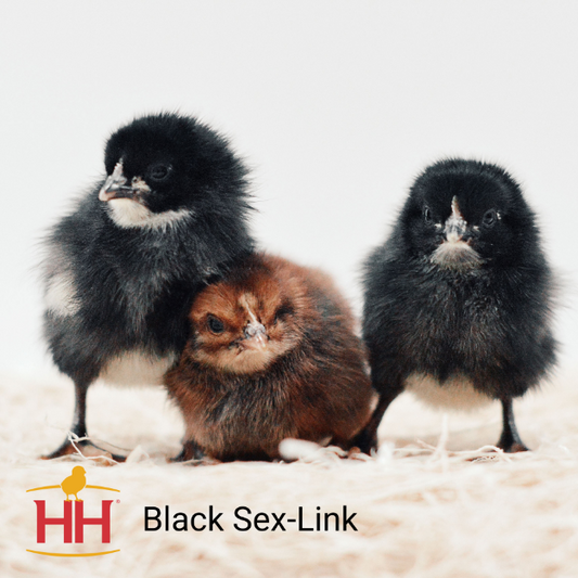 Black Sex-Link- Female