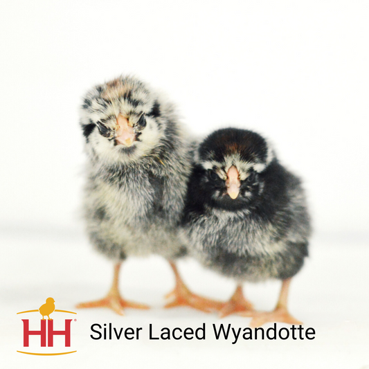 Silver Laced Wyandotte- Female