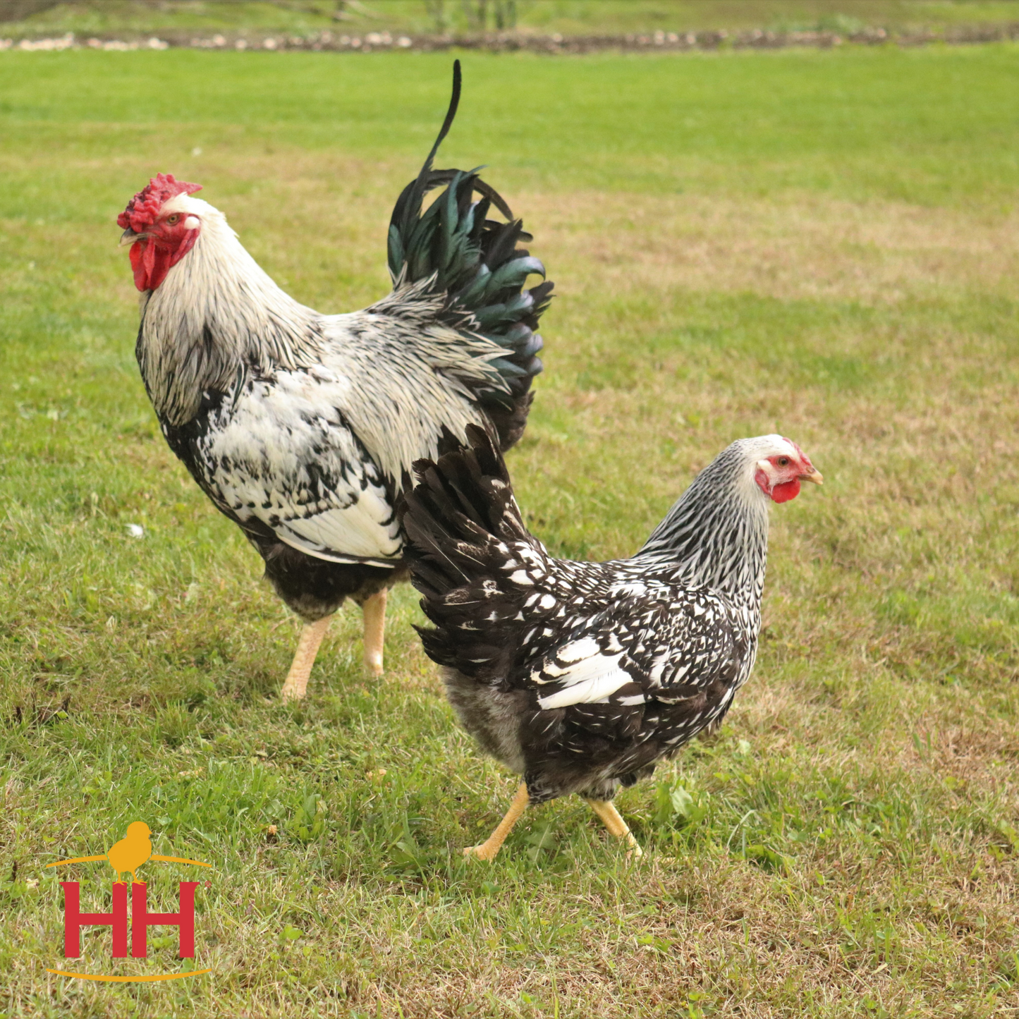 Silver Laced Wyandotte- Female