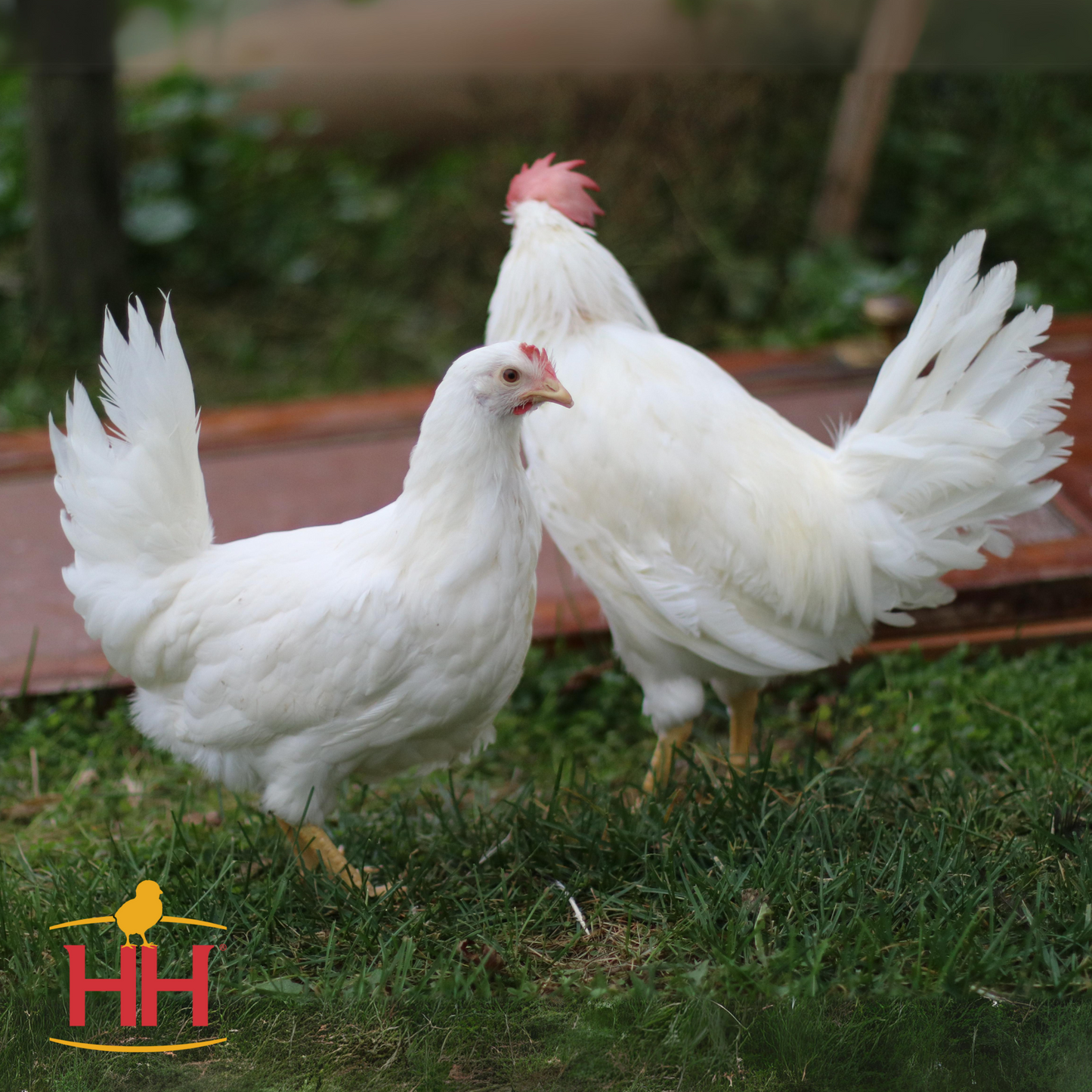 White Leghorn- Female