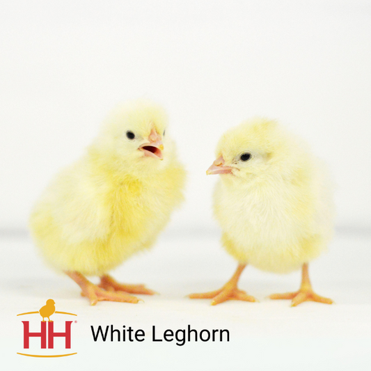 White Leghorn- Female