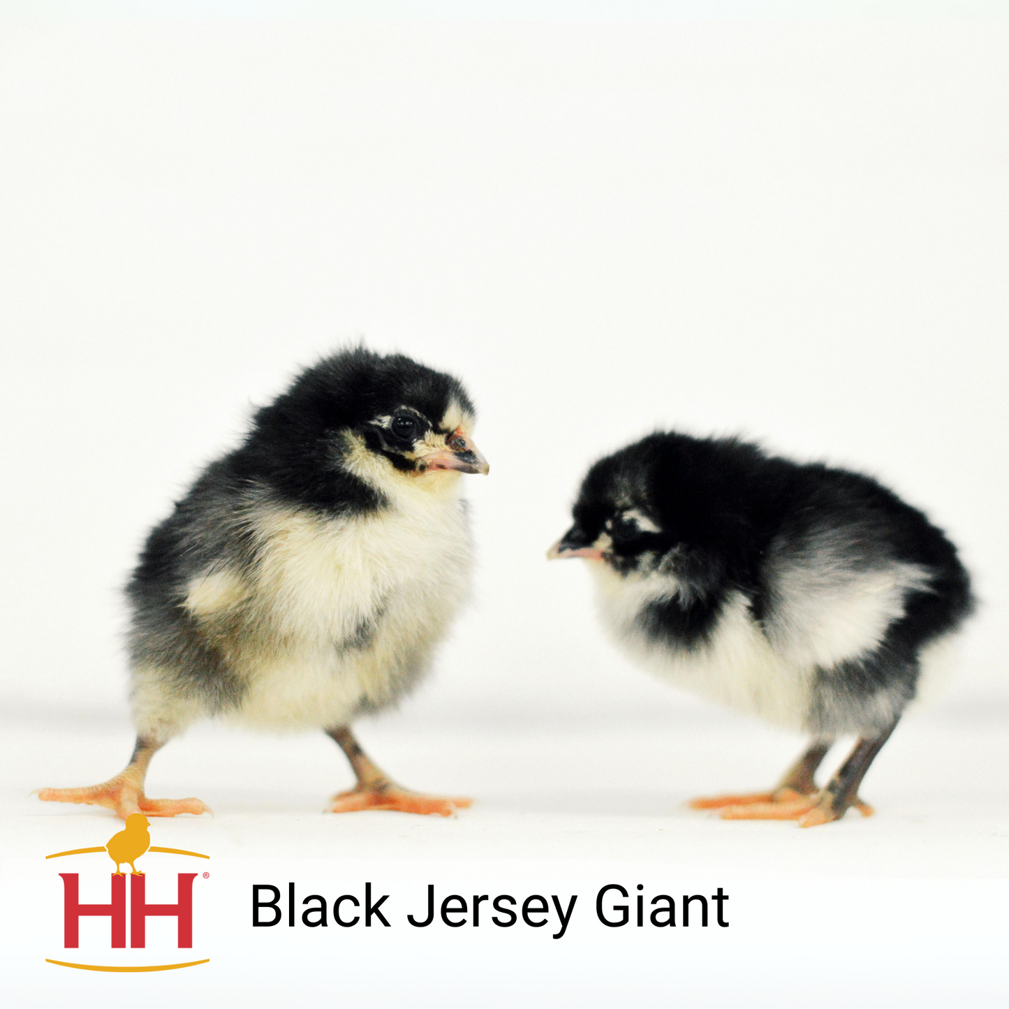 Black Jersey Giant - Female