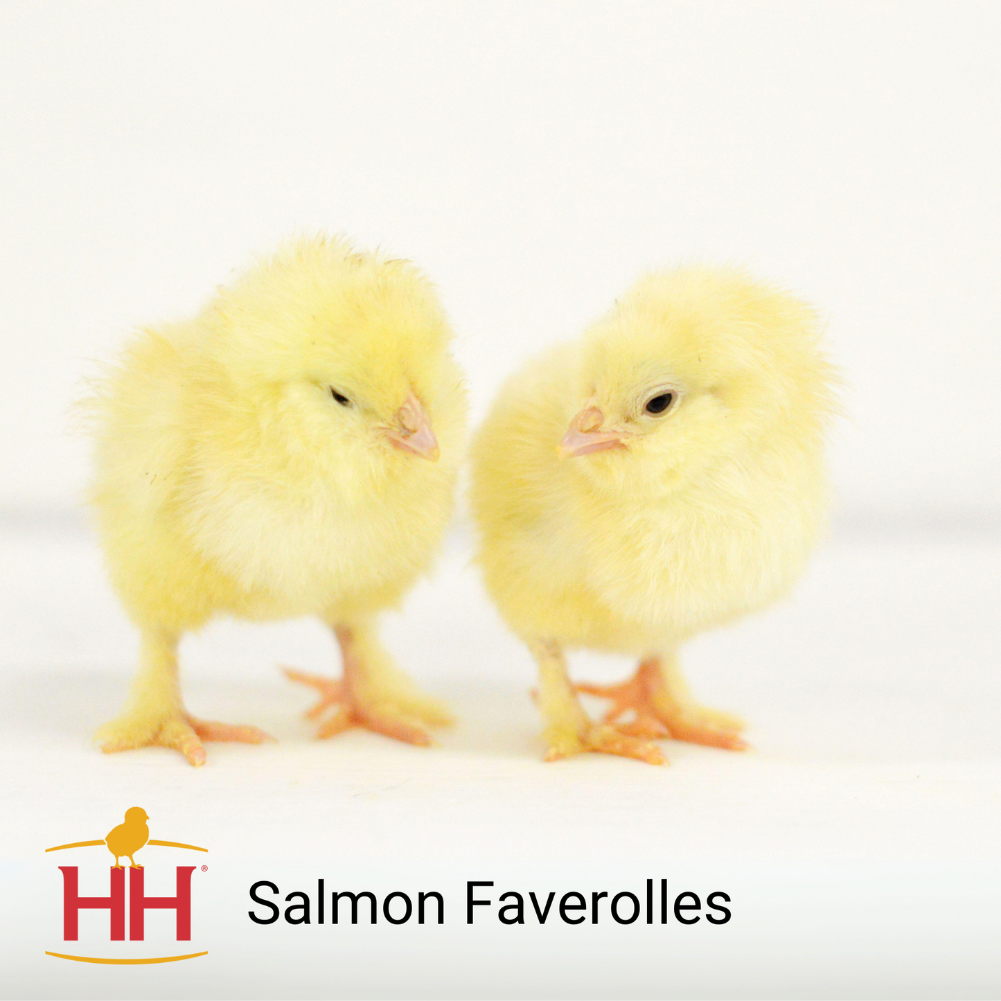 Salmon Faverolles- Female