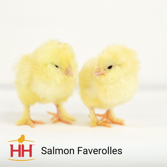 Salmon Faverolles- Female