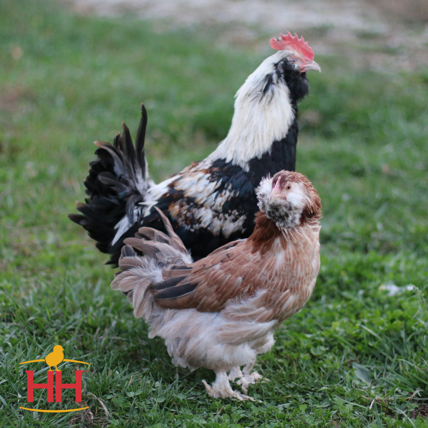 Salmon Faverolles- Female