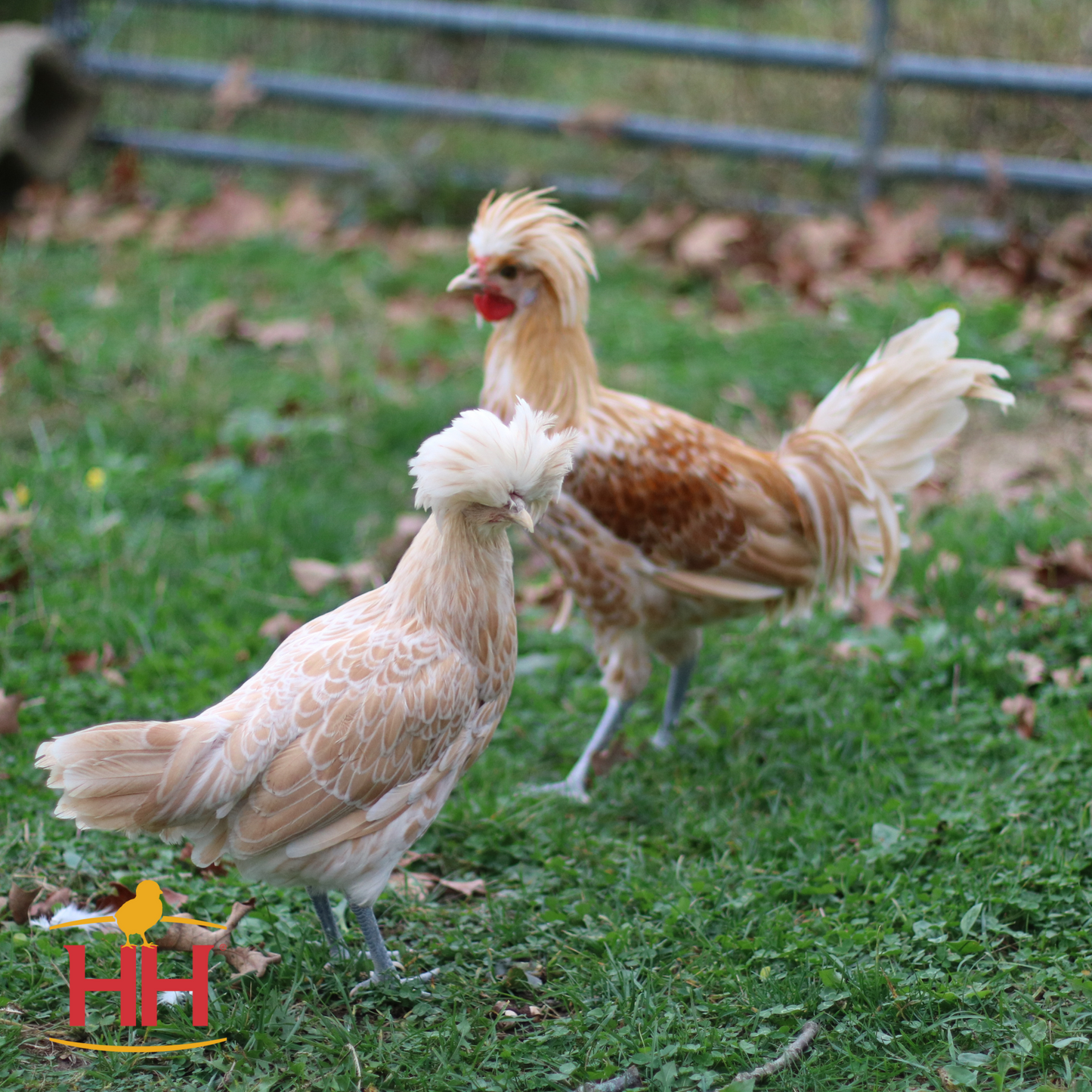 Buff Laced Polish- Female