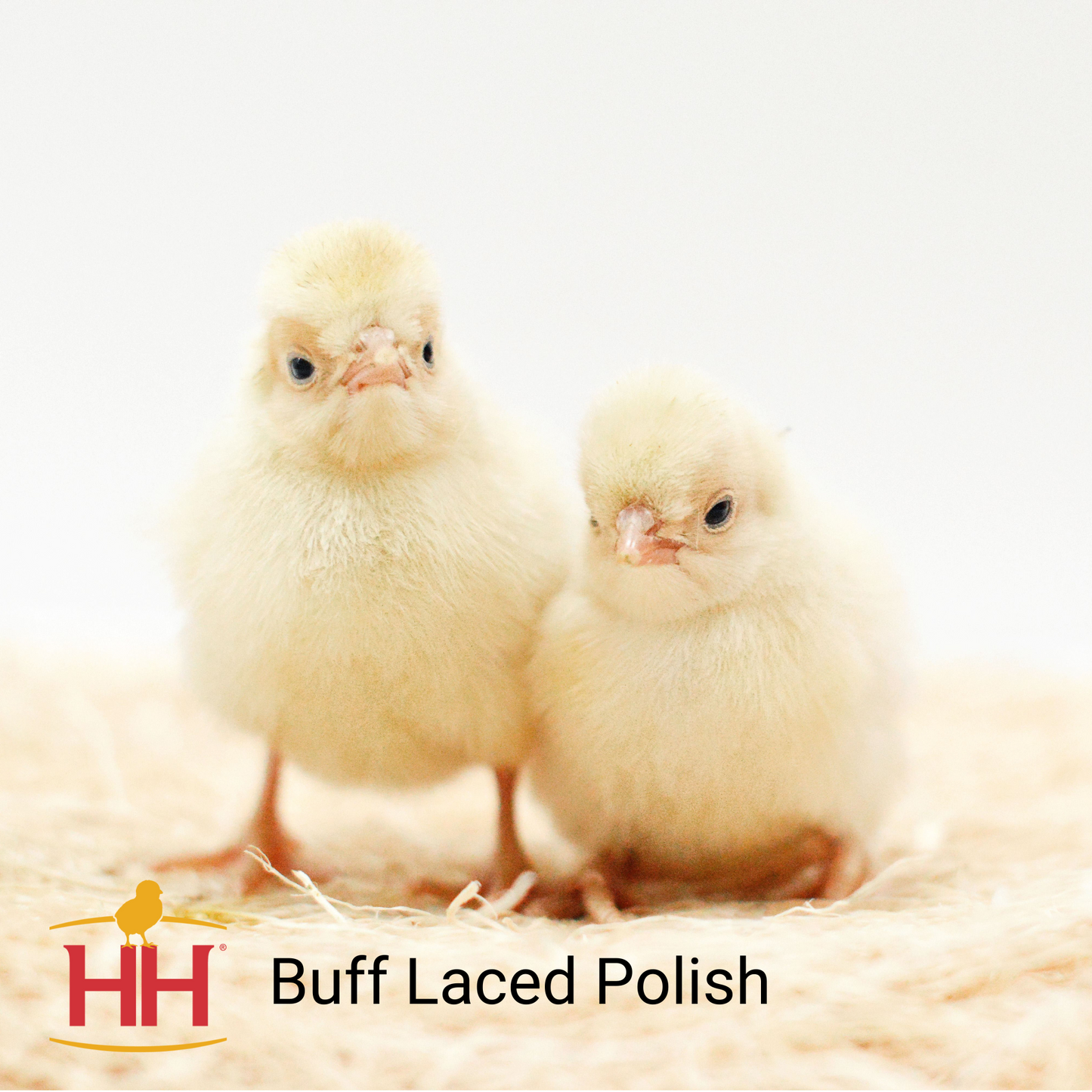 Buff Laced Polish- Female