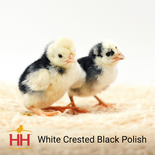 White Crested Black Polish- Female