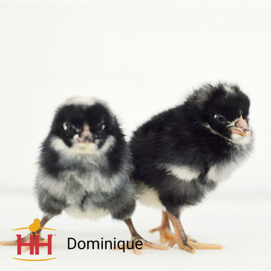 DOMINIQUES- Female