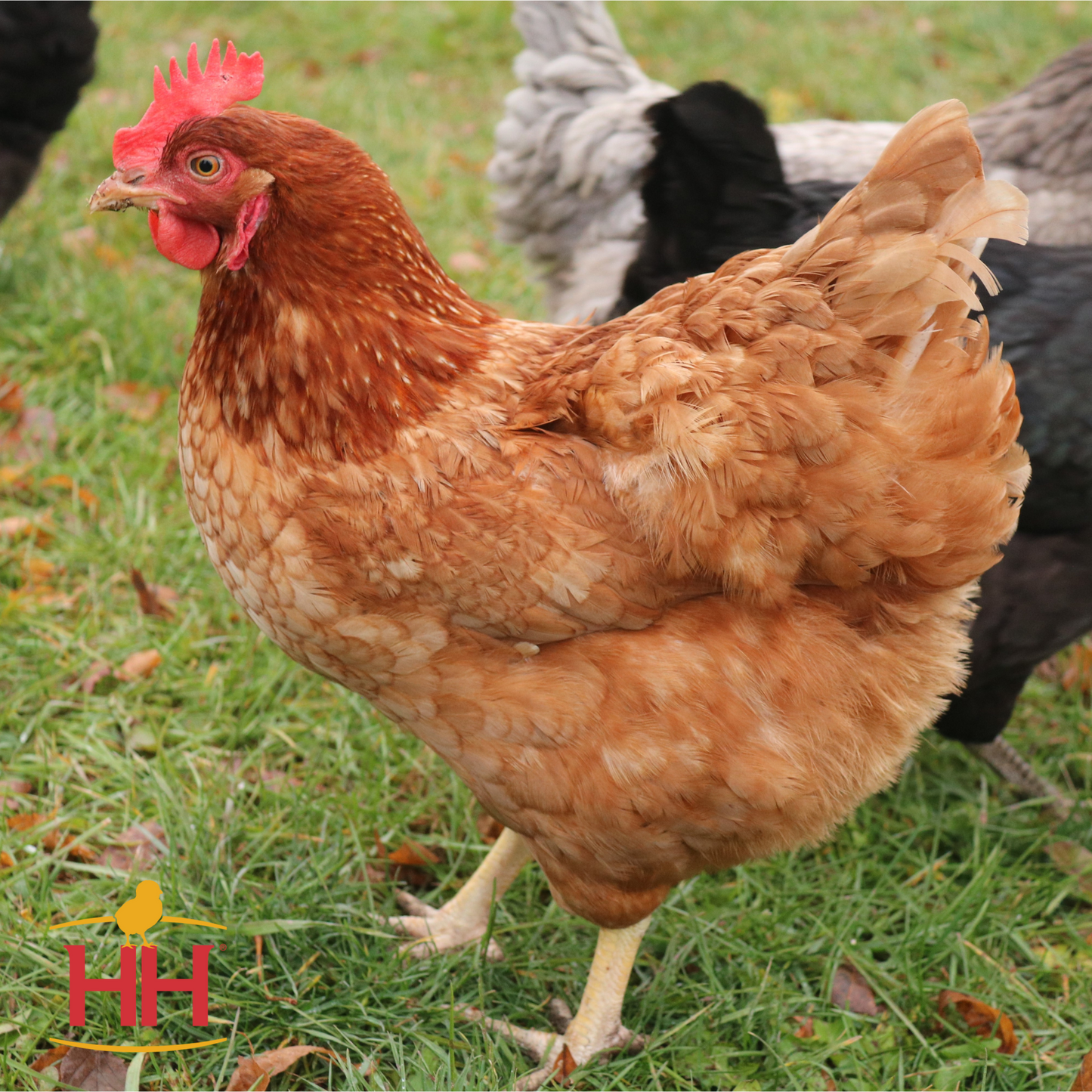 Calico Princess- Female