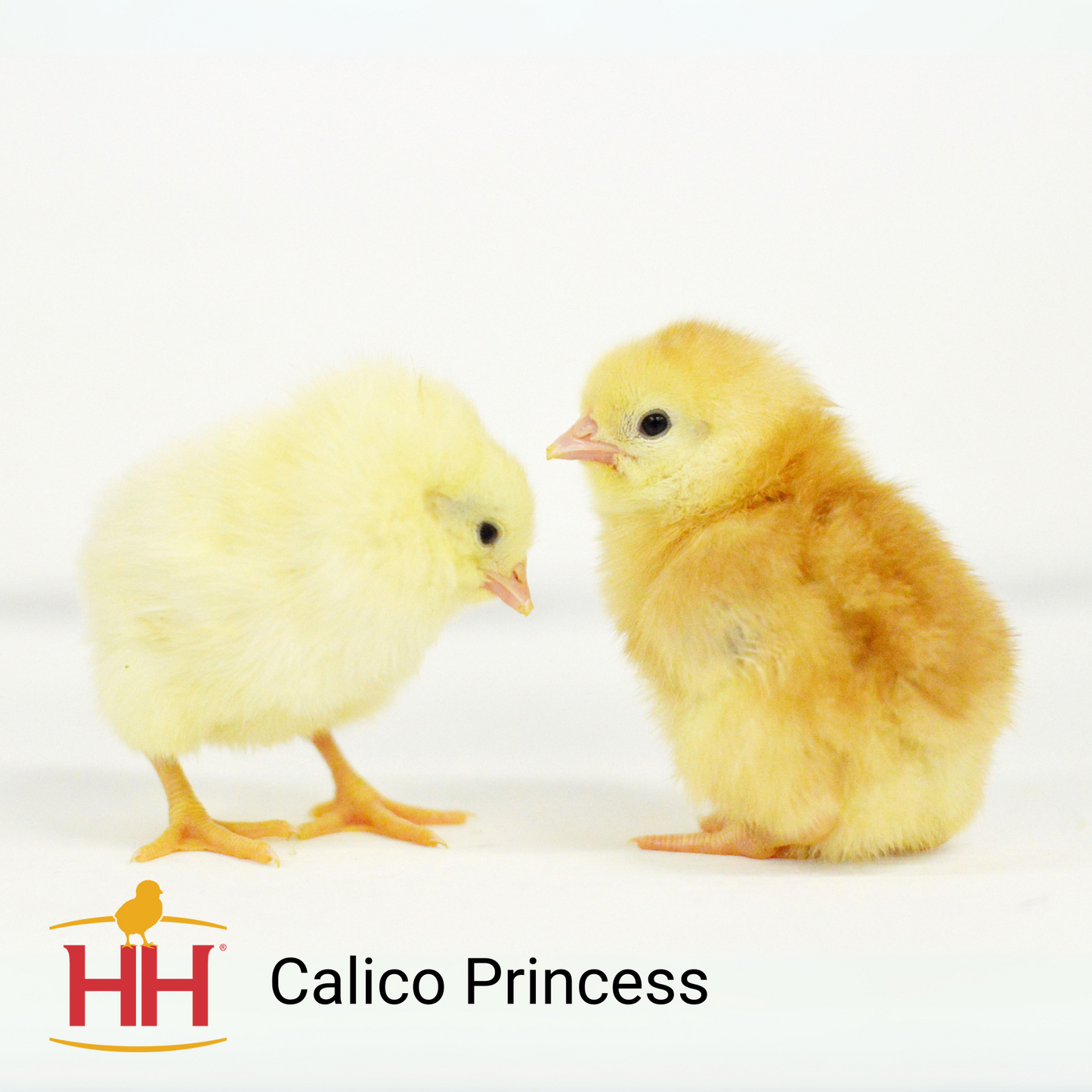 Calico Princess- Female