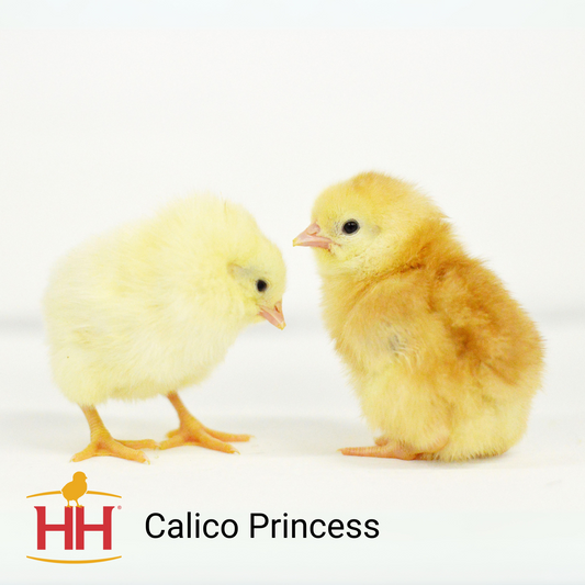 Calico Princess- Female