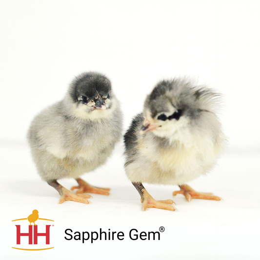 Sapphire Gem®- Female