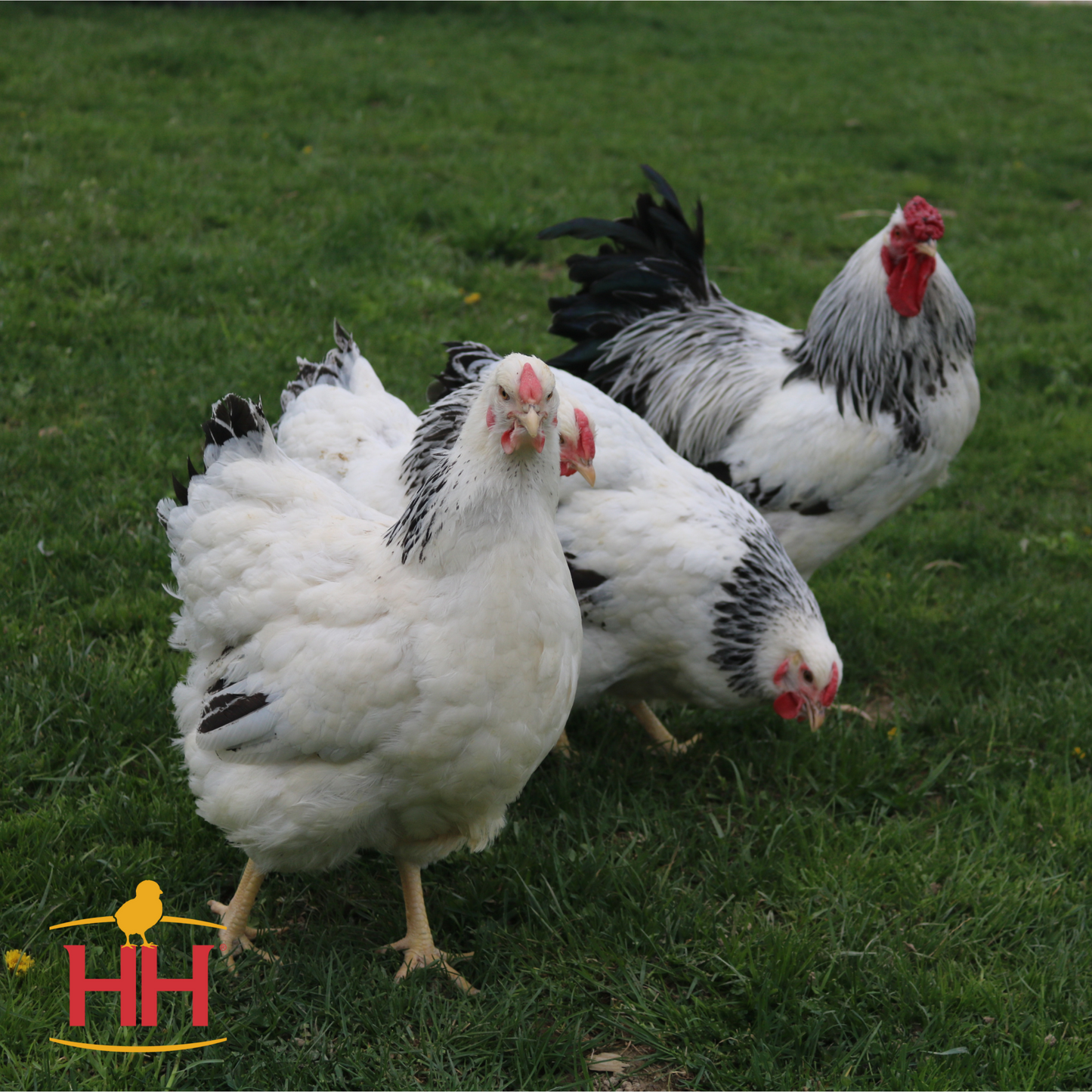 COLUMBIAN WYANDOTTE - Female