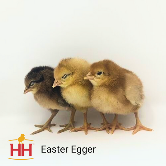 Easter Egger- Female