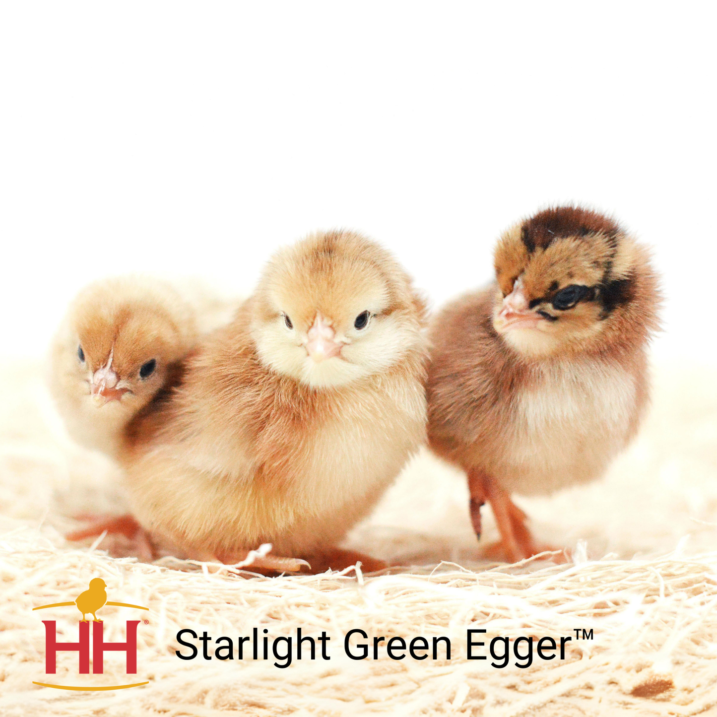 Starlight Green Egger- Female