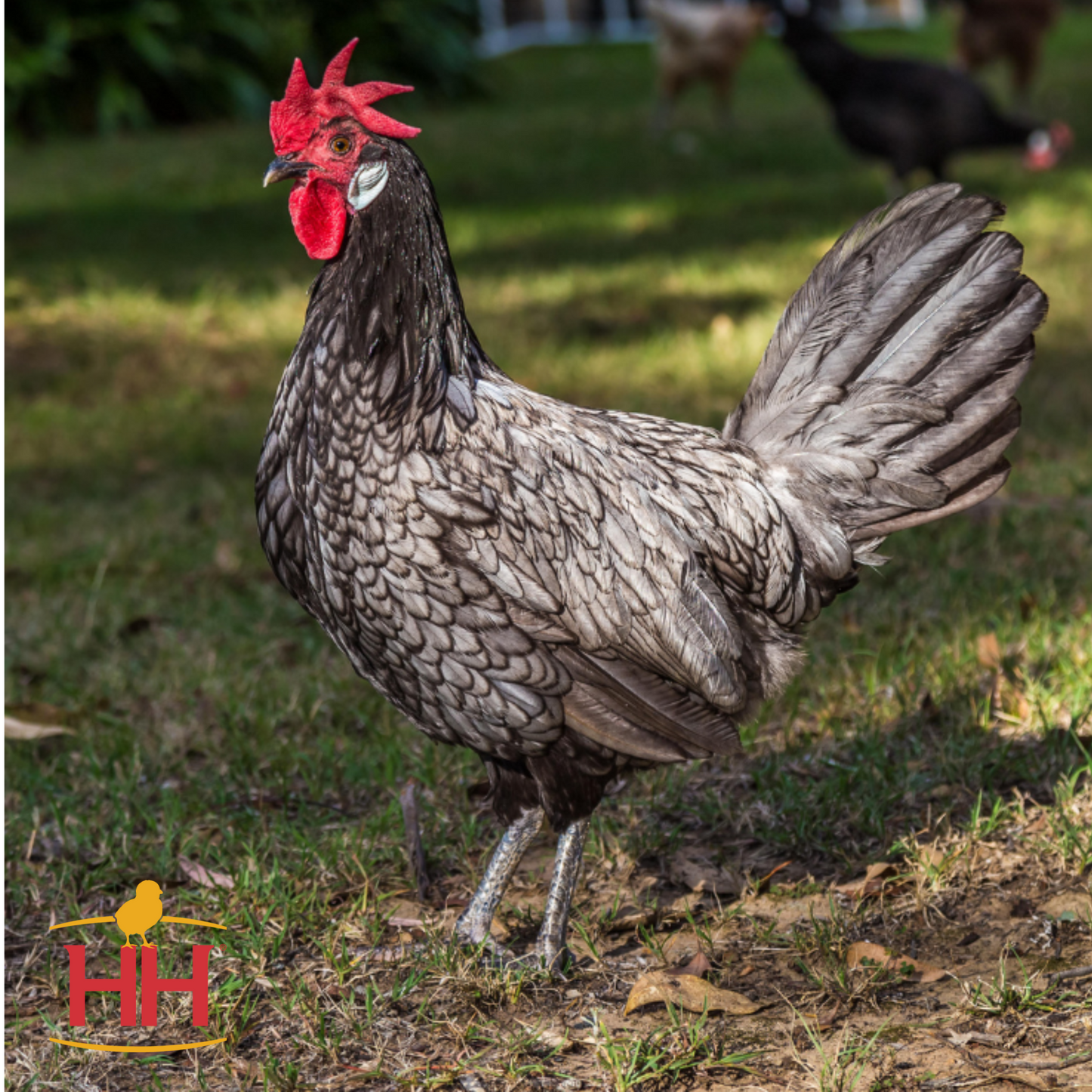 Blue Andalusian- Female