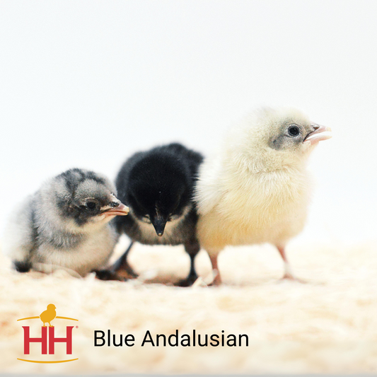 Blue Andalusian- Female