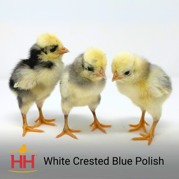 White Crested Blue Polish- Female