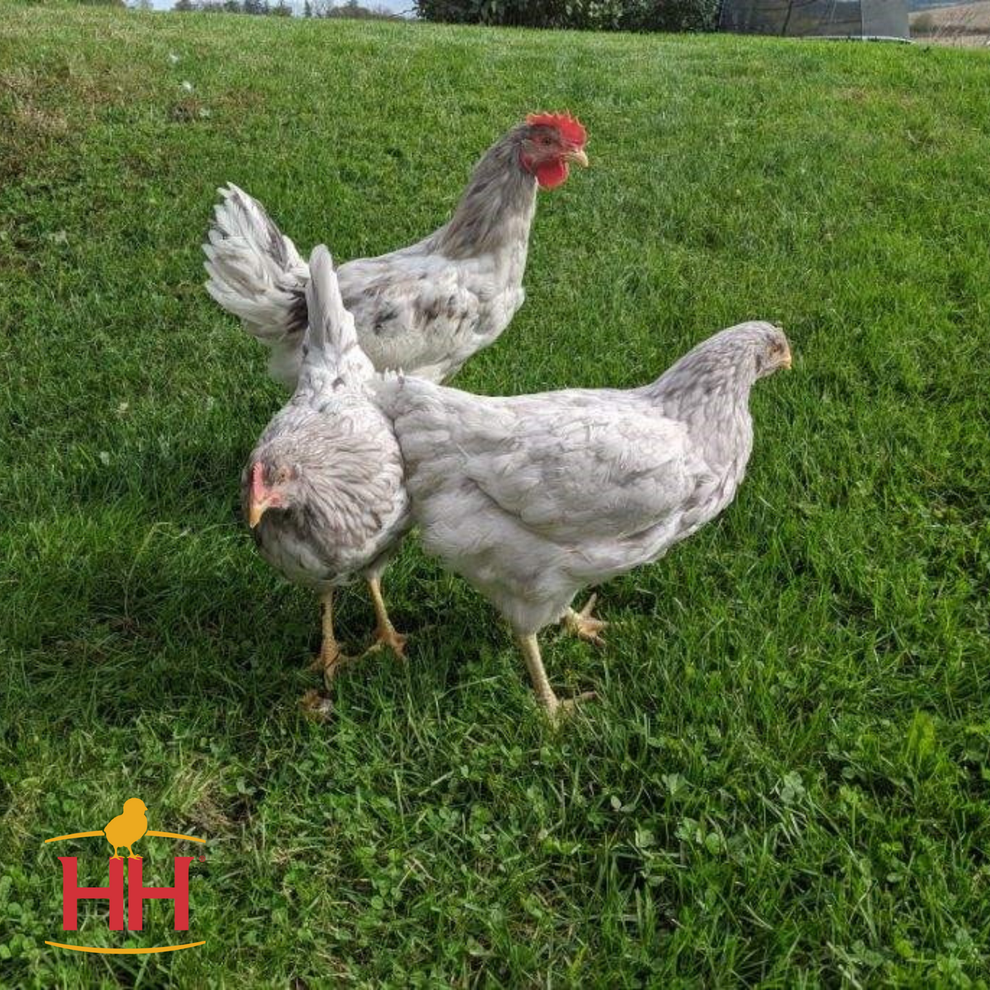 Sapphire Splash- Female