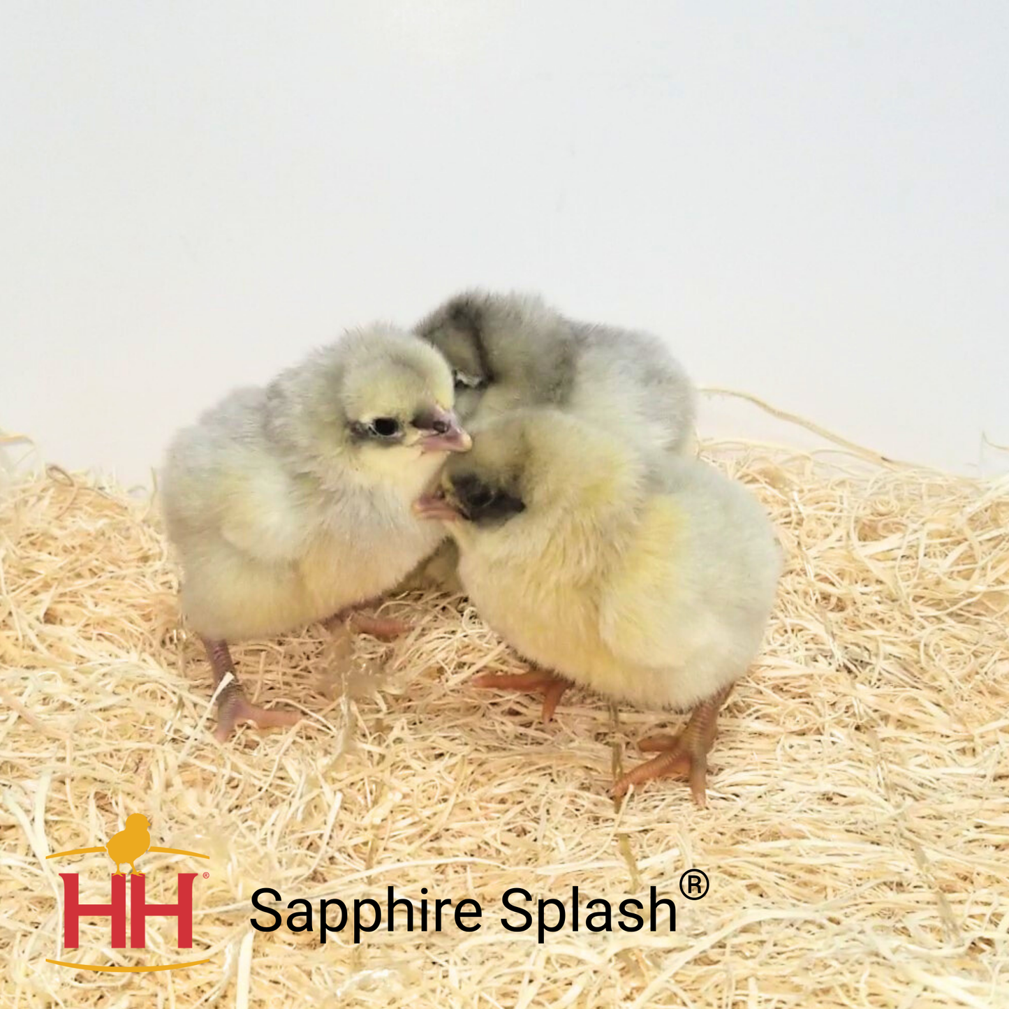 Sapphire Splash- Female