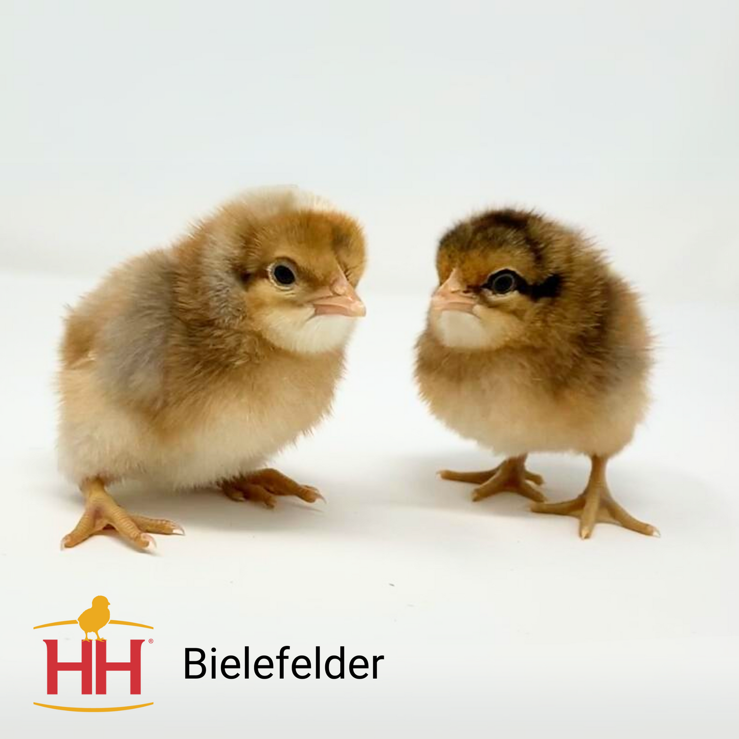 Bielefelder - Female
