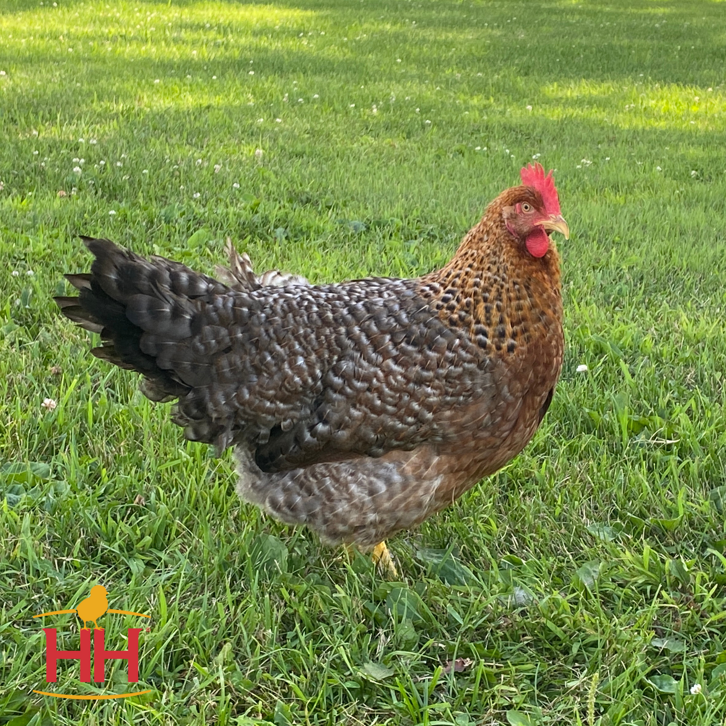 Bielefelder - Female