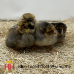 Blue Laced Gold Wyandotte