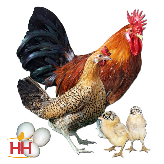 SICILIAN BUTTERCUP- Female