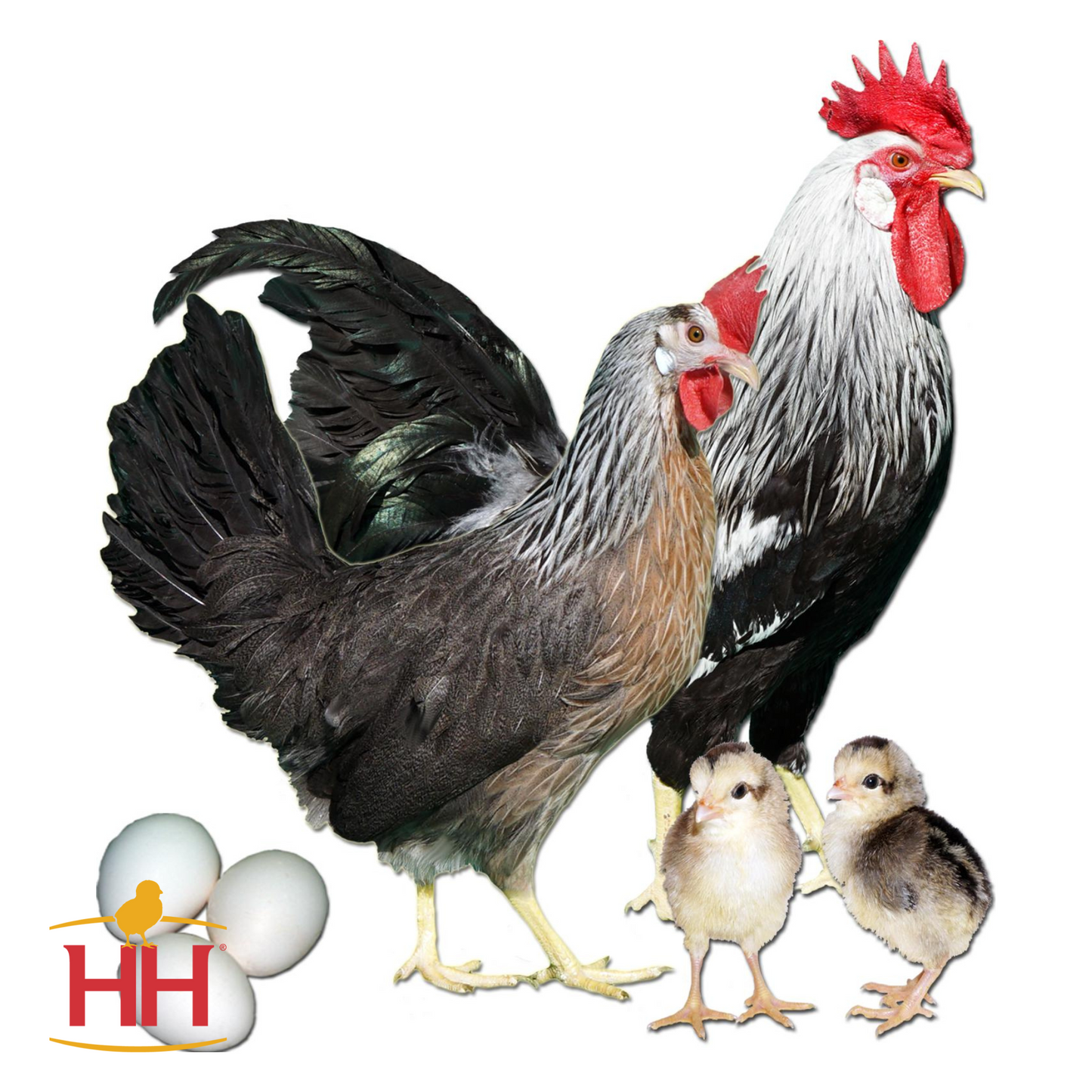 Silver Leghorn- Female