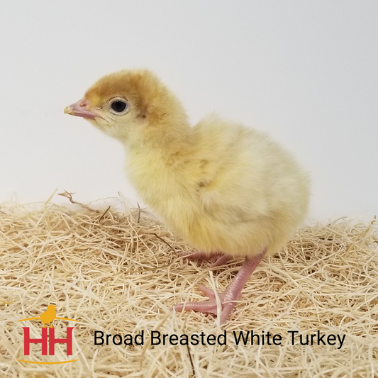 Broad Breasted White- Turkey