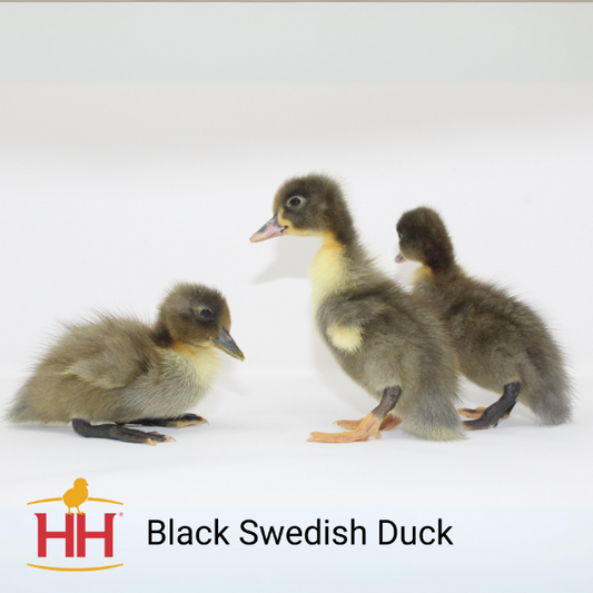 Black Swedish Duck- Female