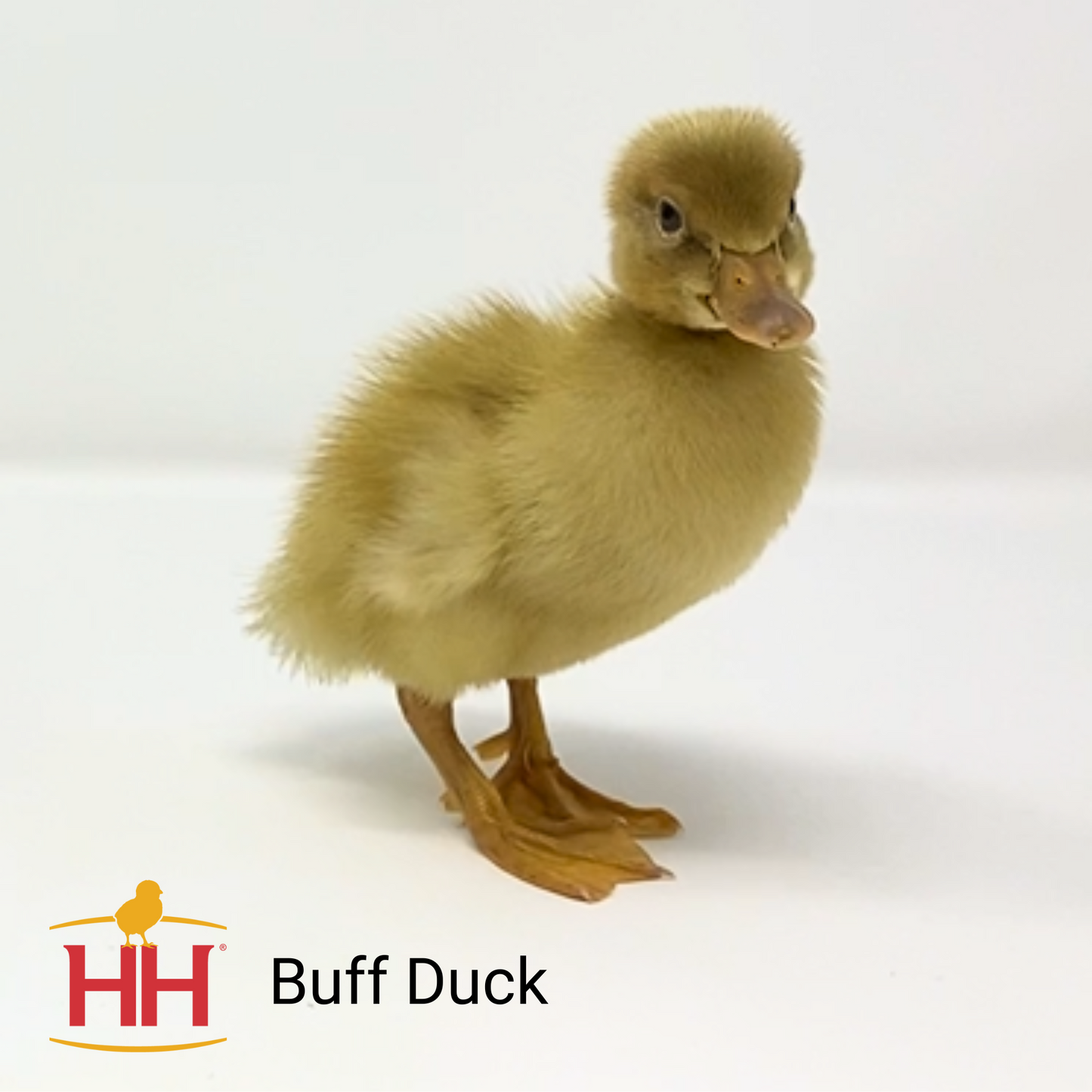 Buff Duck- Female