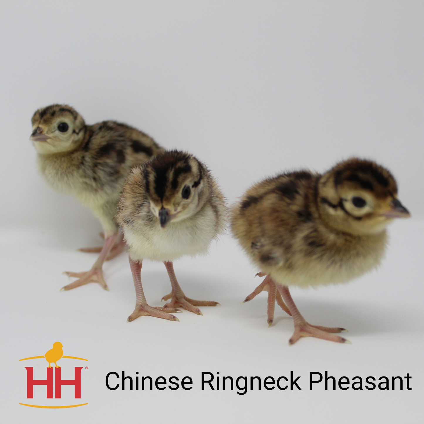 CHINESE RINGNECK PHEASANT- SR