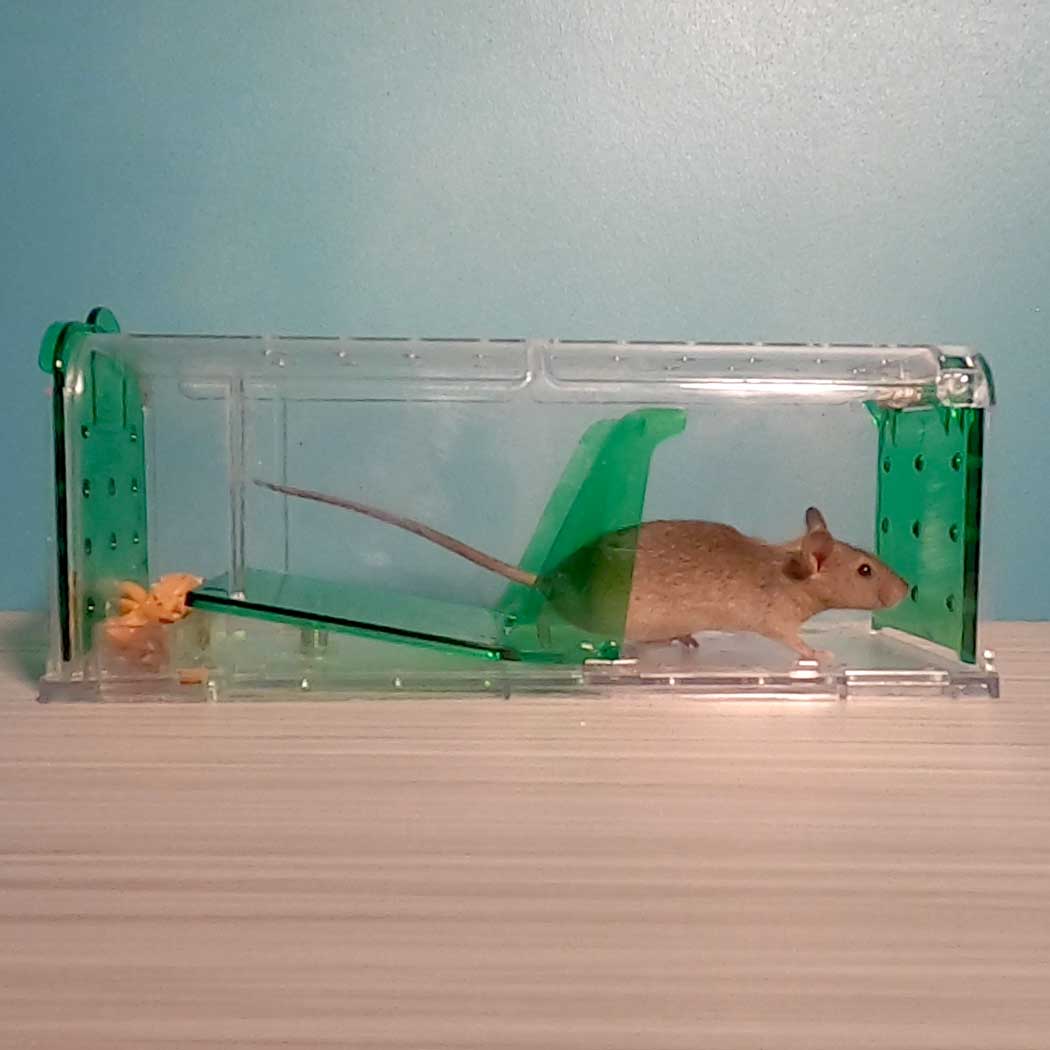 Billy-Bob Catch and Release Mouse Trap - 2 pack