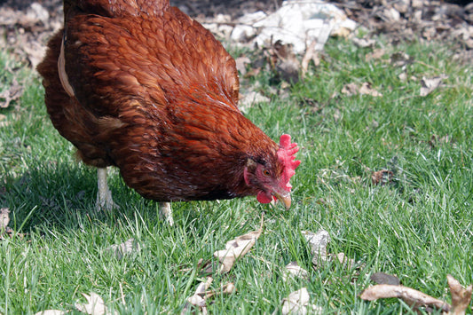 Hen Scratch- 50lb- House